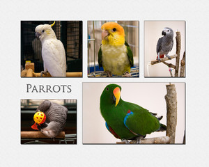 Collage of Parrots Including African Greys, Eclectus, Cockatoo and Caique