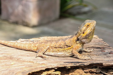 Central bearded dragon