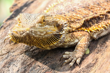 Central bearded dragon