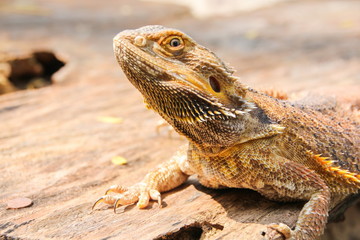 Central bearded dragon