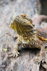 Central bearded dragon