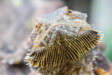 Central bearded dragon