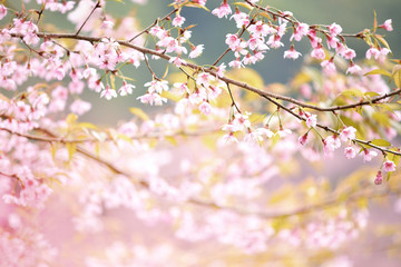Closeup of Wild Himalayan Cherry  Vintage Color