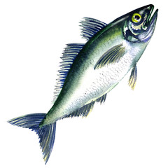 Fresh horse mackerel, or Japanese jack mackerel isolated on white © lnsdes