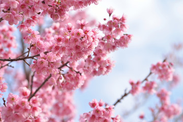 Closeup of Wild Himalayan Cherry (Prunus cerasoides) at Khun Mae