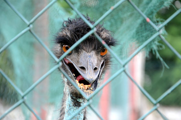 Ostrich © Artur Henryk