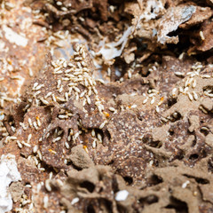 Paper eaten by termite