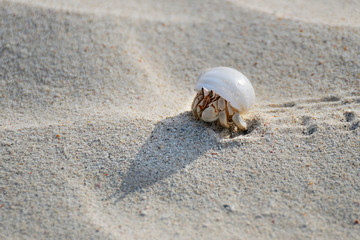 Hermit crab