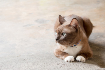 Cat sitting on cement floor - vintage effect