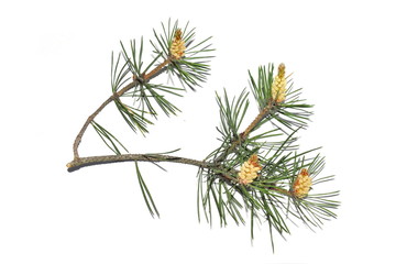 Branch of Pinus sylvestris on white background
