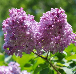 Purple Common lilac flowering in spring