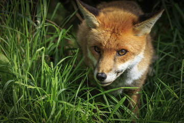 Fototapeta premium Red Fox (Vulpes vulpes)