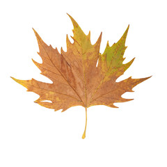 maple leaf red autumn