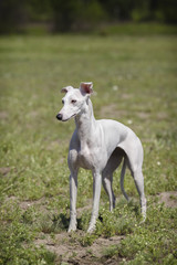 Whippet dog in a field. White wool.