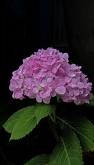 Pink Hydrangea