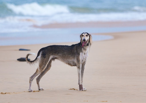 Saluki