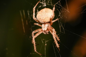 Spider
