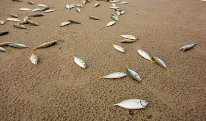 Fish dead on the beach by pollution