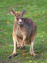 Naklejka na ściany i meble Eastern grey kangaroo (Macropus giganteus)