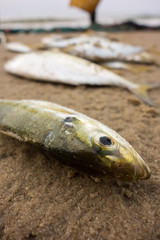 Fish dead on the beach by pollution