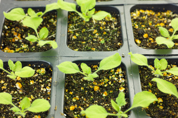 model plants in a research lab