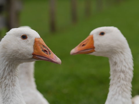 white goose outdoors