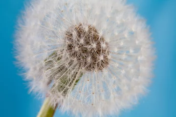 Rolgordijnen Dandelion flower, blowball macro view © besjunior