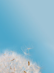 Dandelion flower seeds against blue sky background