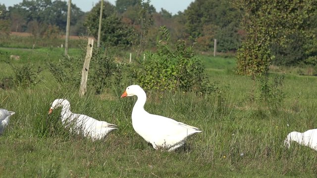 White geese on Meadow in germany