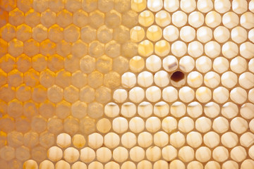 Macro view natural, organic honeycomb cells 