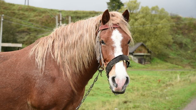 Horse with beautiful mane