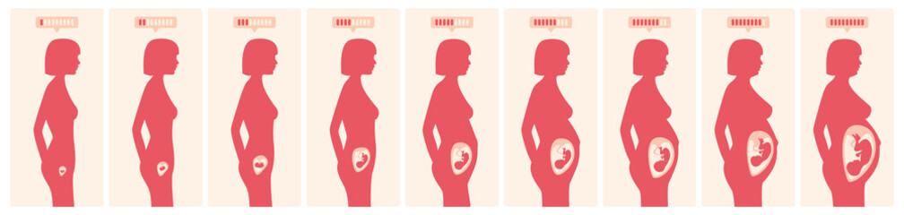 The growth of a human fetus in weeks and months in vector format
