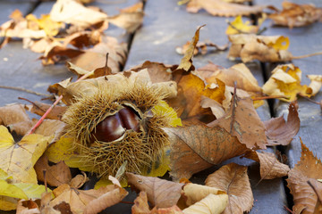 chestnut
