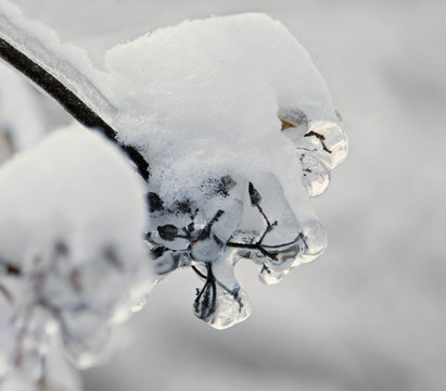 Branch covered snow, like a lion's.