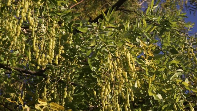herb: Sophora japonica (fruits)