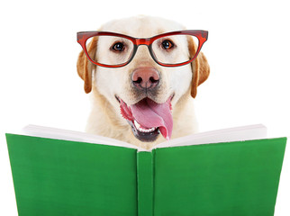 Cute dog in eyeglasses with book isolated on white