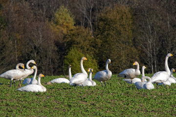 Whooper swans