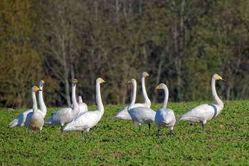 Whooper swans