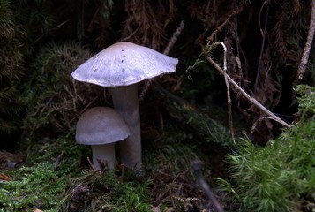 Champignons