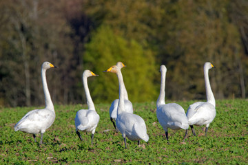 Whooper swans