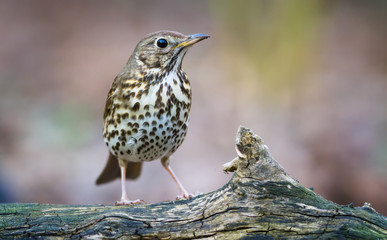 The Song thrush and the Branch - 94592677