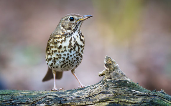 The Song thrush and the Branch