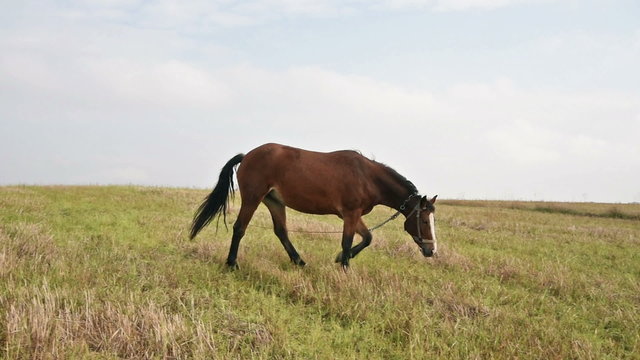 Horse at the green grass meadow