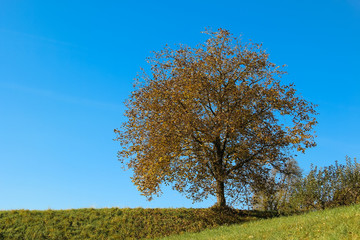 Obraz premium Herbstlicher Baum in der Steiermark 