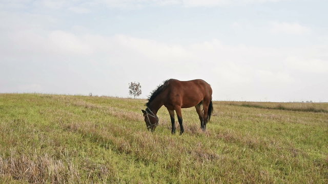 Horse at the green grass meadow