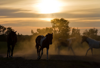 Silhoutte horses playing in the Netherlands at sunset