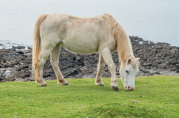 Naklejka na ściany i meble White Horse grazing on common land near the sea