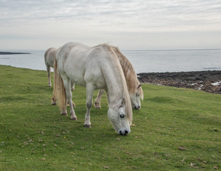 White Horses grazing on common land near the sea