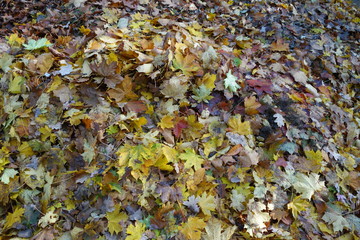 Obraz premium Blättermeer