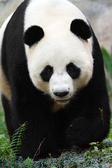 Close up portrait of a giant panda (Ailuropoda melanoleuca)